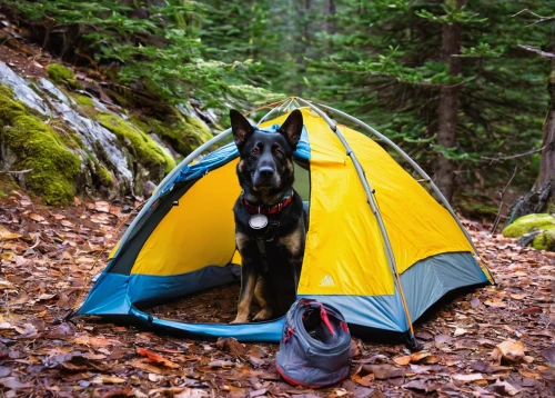 tent camping,camping gear,dog hiking,hiking equipment,camping tents,camping equipment,backpacking,tyrolean hound,camping,camping tipi,autumn camper,roof tent,estrela mountain dog,large tent,tent,expedition camping vehicle,tent at woolly hollow,outdoor dog,camping car,outdoor recreation,Art,Classical Oil Painting,Classical Oil Painting 23
