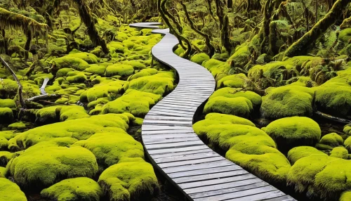 aaa,patrol,pathway,cleanup,tree top path,hiking path,aa,moss,swampy landscape,forest path,kiwi plantation,forest moss,paparoa national park,the way,the way of nature,kiwis,path,road of the impossible,the path,nz,Art,Artistic Painting,Artistic Painting 42
