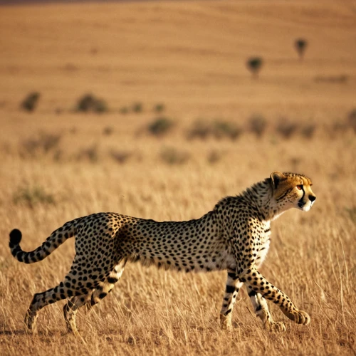 cheetah,serengeti,cheetah and cubs,african leopard,cheetah mother,samburu,kenya africa,kenya,cheetahs,cheetah cub,hosana,tsavo,tanzania,nakuru,namibia,etosha,namib,wild animals crossing,botswana,animals hunting,Photography,Documentary Photography,Documentary Photography 12