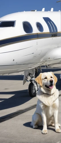corporate jet,business jet,private plane,general aviation,jet,labrador,wag,dog,top dog,flying dogs,blonde dog,special transport,delivering,charter,turboprop,dog supply,gulfstream iii,white dog,pet,air travel,Illustration,Japanese style,Japanese Style 18