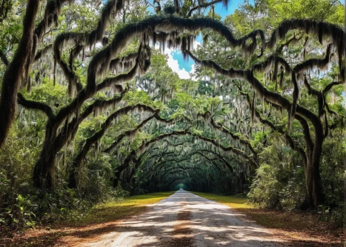 alligator alley,forest road,tree lined,south carolina,tree lined lane,brookgreen gardens,tree lined path,fork road,bodie island,tree-lined avenue,louisiana,spanish moss,florida,country road,hilton head,maple road,magnolia cemetery,tree canopy,dirt road,charleston,Conceptual Art,Graffiti Art,Graffiti Art 01