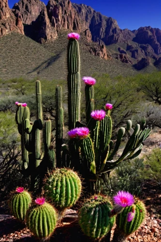 dutchman's-pipe cactus,large-flowered cactus,organ pipe cactus,hedgehog cactus,night-blooming cactus,arizona-sonora desert museum,sonoran desert,flowerful desert,cactus flowers,sonoran,cactus digital background,cacti,prickly pear,moonlight cactus,barrel cactus,desert plants,desert plant,prickly pears,cactus flower,eastern prickly pear,Illustration,Retro,Retro 05