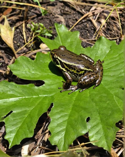 northern leopard frog,southern leopard frog,wood frog,common frog,eastern sedge frog,pickerel frog,chorus frog,pond frog,bull frog,litoria caerulea,litoria fallax,boreal toad,water frog,running frog,california red legged frog,hyla,green frog,shrub frog,bullfrog,narrow-mouthed frog,Photography,Black and white photography,Black and White Photography 15