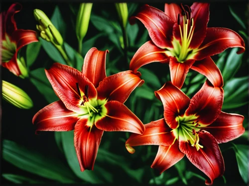 western red lily,stargazer lily,hippeastrum,flowers png,peruvian lily,day lily plants,brown-red daylily,tasmanian flax-lily,hemerocallis,amaryllis,tulip background,flame lily,amaryllis family,easter lilies,day lily,red-orange and yellow daylily,daylilies,hemerocallis bonanza,lillies,day lily flower,Photography,Documentary Photography,Documentary Photography 02