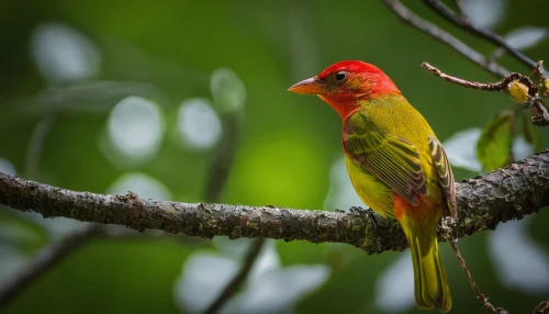 summer tanager,red pompadour cotinga,scarlet tanager,western tanager,rosella,red-throated barbet,crimson rosella,tanager,sun parakeet,red-cheeked,red finch,scarlet honeyeater,red avadavat,cape weaver,light red macaw,red-browed finch,tropical bird climber,carduelis,yellowish green parakeet,carduelis carduelis,Photography,Fashion Photography,Fashion Photography 13