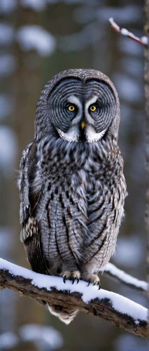 northern hawk-owl,eastern grass owl,lapland owl,great grey owl hybrid,great gray owl,northern hawk owl,great grey owl,spotted wood owl,great grey owl-malaienkauz mongrel,grey owl,the great grey owl,siberian owl,hawk owl,southern white faced owl,barred owl,kirtland's owl,spotted-brown wood owl,eagle-owl,eurasian pygmy owl,brown owl,Illustration,Realistic Fantasy,Realistic Fantasy 18