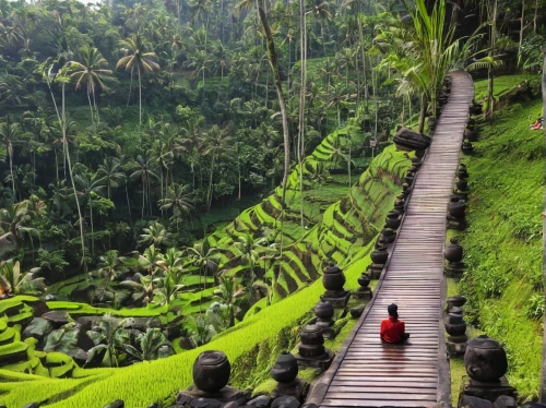 ubud,bali,indonesia,borneo,canopy walkway,southeast asia,balinese,valdivian temperate rain forest,vietnam,philippines,rain forest,srilanka,east java,hiking path,philippines scenery,tropical and subtropical coniferous forests,tropical jungle,walkway,rice terrace,kerala,Art,Artistic Painting,Artistic Painting 33