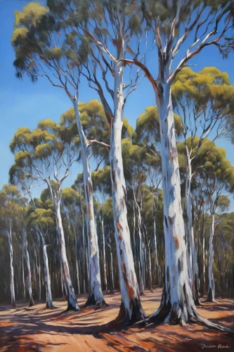 gum trees,deadvlei,pine forest,palma trees,eucalyptus,tree grove,south australia,golden trumpet trees,trees with stitching,row of trees,pine trees,beech trees,trees,the trees,grove of trees,tasmania,bare trees,dead vlei,forest landscape,mixed forest,Photography,Documentary Photography,Documentary Photography 14