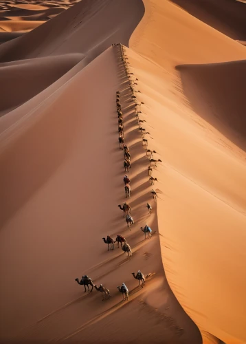 camel train,camel caravan,desert racing,admer dune,camels,desert run,valley of death,sahara desert,libyan desert,merzouga,capture desert,namib,crescent dunes,desert safari,moving dunes,high-dune,sand dunes,dune,sand road,the sand dunes,Conceptual Art,Sci-Fi,Sci-Fi 01