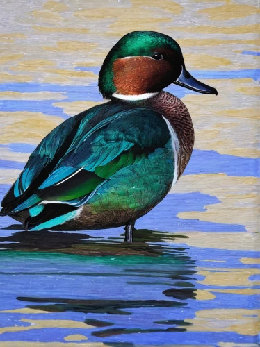 green winged teal (american),blue winged teal,northern shoveler,mallard,cayuga duck,pintail,duck on the water,bird painting,female duck,ruddy duck,cape teal ducks,red-breasted merganser,ornamental duck,waterfowl,schwimmvogel,eurasian wigeon,teal digital background,brahminy duck,wood duck,oil painting,Illustration,Paper based,Paper Based 06
