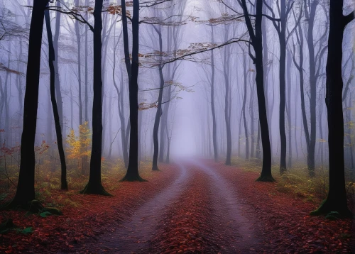 foggy forest,germany forest,autumn fog,autumn forest,forest road,forest path,tree lined path,haunted forest,the mystical path,foggy landscape,deciduous forest,enchanted forest,fairytale forest,forest of dreams,black forest,northern black forest,beech forest,tree lined lane,bavarian forest,mixed forest,Art,Artistic Painting,Artistic Painting 51