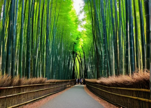 bamboo forest,arashiyama,hawaii bamboo,bamboo,bamboo plants,meiji jingu,bamboo curtain,japan landscape,tree lined path,beautiful japan,kyoto,bamboo frame,torii tunnel,fushimi inari shrine,kumano kodo,aaa,the japanese tree,tunnel of plants,redwoods,tree lined,Illustration,Realistic Fantasy,Realistic Fantasy 06