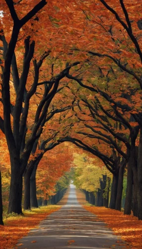 maple road,tree lined lane,tree-lined avenue,forest road,autumn scenery,tree lined path,tree lined,autumn trees,autumn background,autumn in japan,fall landscape,autumn forest,row of trees,the trees in the fall,autumn landscape,road,the road,autumn motive,country road,trees in the fall,Photography,Documentary Photography,Documentary Photography 07