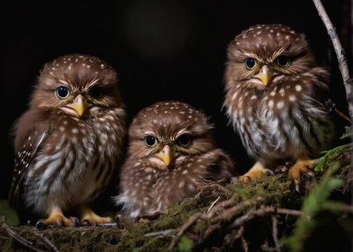owlets,glaucidium passerinum,eurasian pygmy owl,cape weavers,sparrows family,young birds,owls,saw-whet owl,parents and chicks,american rosefinches,couple boy and girl owl,spotted owlet,perched birds,owlet,group of birds,wild birds,nestling,brown owl,little owl,baby bluebirds,Photography,Artistic Photography,Artistic Photography 04