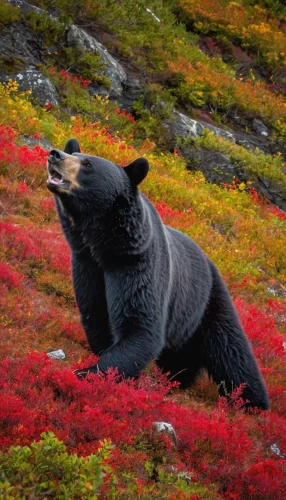 bear kamchatka,nordic bear,american black bear,bear guardian,great bear,bear,cute bear,kodiak,alaska,black bears,bears,ursa,grizzly bear,on a wild flower,bear bow,bear cub,majestic nature,kodiak bear,flower animal,bearded seal,Conceptual Art,Graffiti Art,Graffiti Art 07