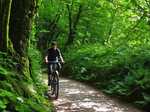 singletrack,mountain biking,mountain bike,mtb,beech forest,forest of dean,green forest,cross-country cycling,enduro,downhill mountain biking,forest road,bike path,greenforest,trail riding,trossachs national park - dunblane,end of the trail,biking,railroad trail,cross country cycling,road cycling,Illustration,Black and White,Black and White 28