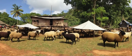 cameroon sheep,livestock farming,sheep shearing,sheared sheep,dwarf sheep,stock farming,black head sheep,ruminants,cattle show,herd of goats,goat meat,shear sheep,wool sheep,wild sheep,a flock of sheep,flock of sheep,sheeps,cow herd,gudeg,aurochs,Illustration,Black and White,Black and White 10