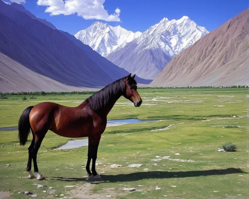 the pamir mountains,pamir,mustang horse,tibet,the pamir highway,painted horse,arabian horse,central tien shan,himalayan,ladakh,belgian horse,equine,landscape background,inner mongolian beauty,altai,kyrgyzstan,colorful horse,everest region,himalaya,mongolian,Art,Classical Oil Painting,Classical Oil Painting 10