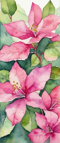 watercolor flowers,pink water lilies,watercolour flowers,watercolor flower,watercolor leaves,watercolour flower,lotus flowers,watercolor background,watercolor floral background,lotuses,watercolor painting,lotus leaves,watercolor,flower painting,watercolor cactus,camellias,mandevilla,lotus on pond,water lilies,watercolor roses,Conceptual Art,Oil color,Oil Color 17