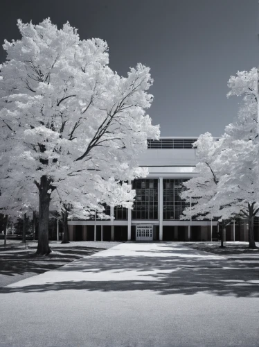 performing arts center,kansai university,dupage opera theatre,sakura branch,four seasons,school design,silver maple,hurricane benilde,snow trees,snow tree,ash-maple trees,campus,music conservatory,white turf,ordinary boxwood beech trees,highland oaks,east middle,business school,silver oak,soochow university,Illustration,Vector,Vector 10