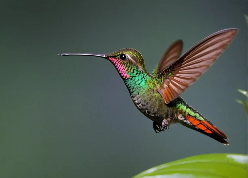 rofous hummingbird,cuba-hummingbird,annas hummingbird,ruby-throated hummingbird,rufous hummingbird,bird hummingbird,allens hummingbird,hummingbird,ruby throated hummingbird,male rufous hummingbird,rufus hummingbird,humming bird,female rufous hummingbird,black-chinned hummingbird,humming-bird,hummingbirds,bee hummingbird,calliope hummingbird,humming birds,hummingbird large,Photography,Black and white photography,Black and White Photography 13