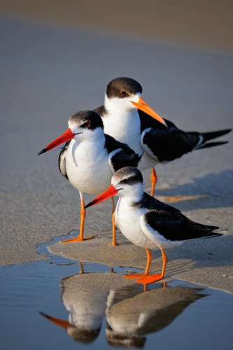 black skimmer,shorebirds resting,crested terns,royal tern,laughing gulls,terns,oystercatcher,pied oystercatcher,sea birds,tern bird,haematopus ostralegus,ruddy shelducks,seabirds,puffins,caspian tern,australian shelduck,kelp gulls in love,sandpipers,forster s tern,galliformes,Photography,Fashion Photography,Fashion Photography 06