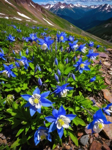 colorado blue columbine,alpine flowers,columbines,mountain bluets,alpine flower,gentian family,dayflower,gentians,canada columbine,alpine forget-me-not,dayflower family,lapland columbine,gentian,gentiana,alpine meadow,columbine,trumpet gentian,wildflowers,blue anemone,alpine rose,Illustration,Japanese style,Japanese Style 18