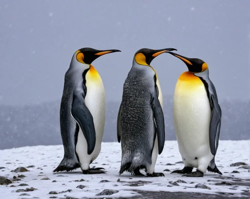 king penguins,emperor penguins,emperor penguin,king penguin,penguin couple,penguin parade,penguins,chinstrap penguin,gentoo,arctic penguin,donkey penguins,winter animals,african penguins,penguin,gentoo penguin,arctic birds,big penguin,antarctic,linux,antarctic bird,Art,Classical Oil Painting,Classical Oil Painting 34