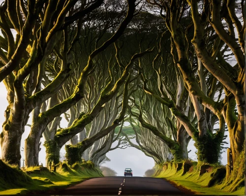 the dark hedges,northern ireland,tree lined,tree lined lane,ireland,tree-lined avenue,forest road,celtic tree,long road,aaa,tree canopy,celtic queen,road of the impossible,row of trees,maple road,archway,straight ahead,defense,thrones,the road,Art,Artistic Painting,Artistic Painting 51