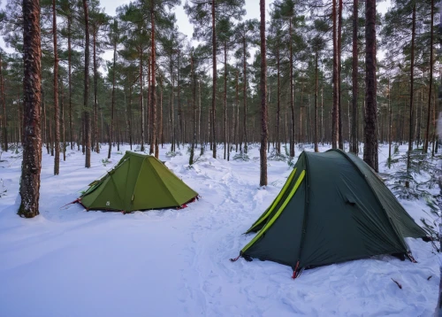 camping tents,tent camping,snow shelter,finnish lapland,tents,winter forest,coniferous forest,slowinski national park,camping tipi,pine forest,temperate coniferous forest,snow in pine trees,tent camp,campsite,campire,tourist camp,camping,camping equipment,lapland,tropical and subtropical coniferous forests,Art,Classical Oil Painting,Classical Oil Painting 39