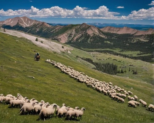 mountain sheep,black-brown mountain sheep,alpine pastures,pyrenean shepherd,flock of sheep,wild sheep,a flock of sheep,north american wild sheep,goatherd,dall's sheep,mountain pasture,east-european shepherd,mountain cows,bighorn sheep,animal migration,herd of goats,big horn sheep,goat mountain,counting sheep,shepherd,Conceptual Art,Graffiti Art,Graffiti Art 03