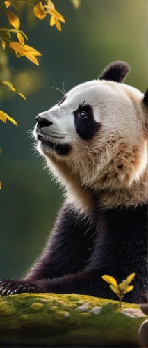 chinese panda,lun,panda,giant panda,pandas,french tian,hanging panda,kawaii panda,panda bear,little panda,pandabear,panda cub,oliang,bamboo,anthropomorphized animals,po,red panda,kawaii panda emoji,zoo planckendael,baby panda,Photography,General,Commercial