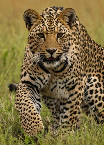 african leopard,jaguar,hosana,cheetah,leopard head,leopard,cub,serengeti,wild cat,cheetahs,ocelot,cheetah cub,head of panther,big cat,felidae,wildlife,kenya africa,big cats,panthera leo,panther,Photography,Documentary Photography,Documentary Photography 06