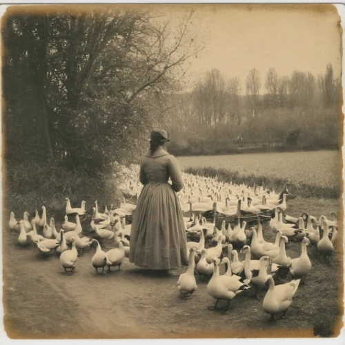 ducks  geese and swans,duck females,st martin's day goose,swan lake,stieglitz,agfa isolette,geese,wild ducks,swans,charlotte cushman,waterfowls,vintage female portrait,duck meet,sporting decoys,water fowl,ducklings,ducks,waterfowl,young swans,vintage women,Photography,Documentary Photography,Documentary Photography 03