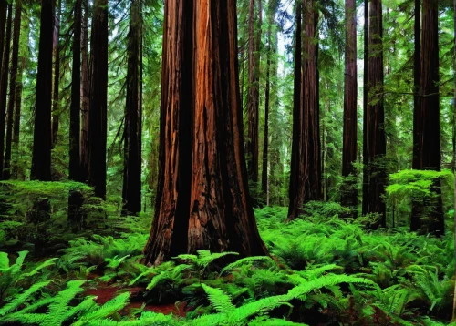 redwoods,redwood tree,redwood,old-growth forest,northwest forest,douglas fir,fir forest,chilean cedar,big trees,tropical and subtropical coniferous forests,temperate coniferous forest,cedar,forest tree,spruce forest,pine forest,star wood,forest floor,aaa,coniferous forest,forests,Conceptual Art,Fantasy,Fantasy 10