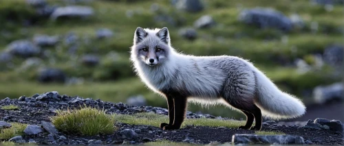 patagonian fox,arctic fox,south american gray fox,grey fox,vulpes vulpes,red fox,a fox,kit fox,swift fox,ibexes,hare of patagonia,european wolf,fox,silver fox,guanaco,desert fox,garden-fox tail,vicuna,redfox,canis lupus tundrarum,Photography,Black and white photography,Black and White Photography 03