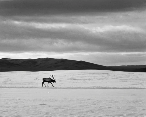 altiplano,salt-flats,salt pasture,barren ground caribou,iceland horse,man and horses,mongolia,elk reposing on lateral moraine,mongolia eastern,inner mongolia,nature mongolia,steppe,black horse,the gobi desert,kurai steppe,wild horse,nature of mongolia,wild horses,black landscape,desolate,Photography,Black and white photography,Black and White Photography 08