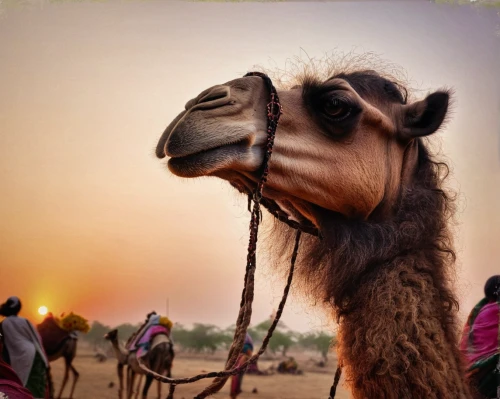 dromedary,male camel,dromedaries,arabian camel,camelid,camel,camels,two-humped camel,jaisalmer,bactrian camel,camelride,shadow camel,bazlama,camel joe,bedouin,camel caravan,desert safari dubai,libyan desert,camel train,rajasthan,Illustration,Abstract Fantasy,Abstract Fantasy 07