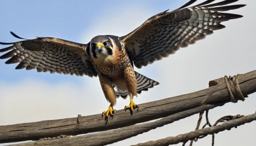 fishing hawk,new zealand falcon,saker falcon,lanner falcon,coopers hawk,sharp shinned hawk,peregrine falcon,red-tailed,redtail hawk,falconiformes,broad winged hawk,american kestrel,aplomado falcon,red shouldered hawk,peregrine,falco peregrinus,hawk perch,crested hawk-eagle,raptor perch,young hawk,Art,Classical Oil Painting,Classical Oil Painting 07