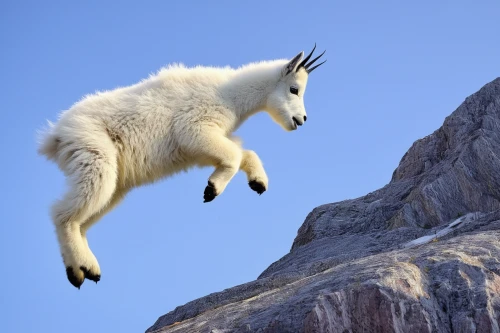 mountain goat,mountain sheep,leap of faith,leaping,billy goat,feral goat,mountain climbing,goat mountain,ibexes,mountain climber,climb,anglo-nubian goat,leap for joy,high jump,capricorn,free climbing,climbing,llama,leap,rock climber,Photography,Fashion Photography,Fashion Photography 17