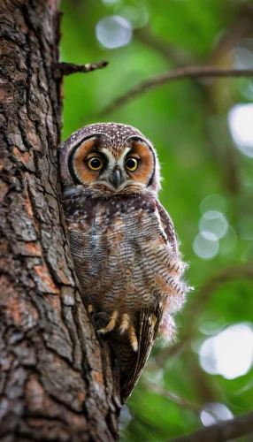 spotted-brown wood owl,spotted owlet,spotted wood owl,siberian owl,owlet,eastern grass owl,owl nature,brown owl,owlets,lapland owl,eared owl,long-eared owl,great horned owl,tawny owl,little owl,glaucidium passerinum,barred owl,small owl,western screech owl,reading owl,Illustration,Retro,Retro 20