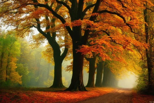 autumn forest,autumn scenery,autumn trees,autumn tree,tree lined path,germany forest,autumn background,autumn landscape,deciduous forest,autumn idyll,tree lined lane,colors of autumn,light of autumn,golden autumn,beech trees,fall landscape,the trees in the fall,autumn walk,tree lined,forest road,Illustration,Realistic Fantasy,Realistic Fantasy 32