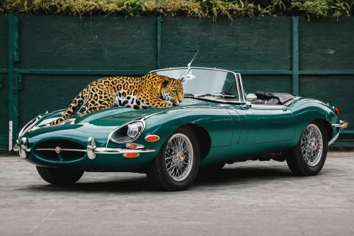 jaguar xkss,jaguar c-type,jaguar 420,jaguar d-type,ac cobra,mg mga,jaguar xk,jaguar xj13,jaguar e-type,daimler sp250,ss jaguar 100,weineck cobra limited edition,jaguar,jaguar xk150,austin-healey 100,jaguar xk120,austin-healey 3000,jaguar xk140,maserati 6cm,bmw 507,Art,Artistic Painting,Artistic Painting 51