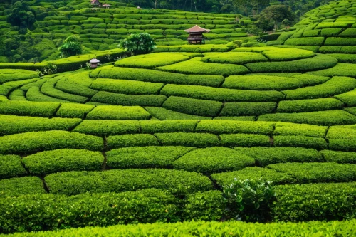 tea plantations,tea field,tea plantation,heart tea plantation,tea garden,tea plant,rice terrace,rice terraces,vegetables landscape,kangkong,ceylon tea,tea leaves,kerala,loose tea leaves,moc chau tea hills,rice fields,vietnam,terraced,rice field,srilanka,Illustration,Japanese style,Japanese Style 10