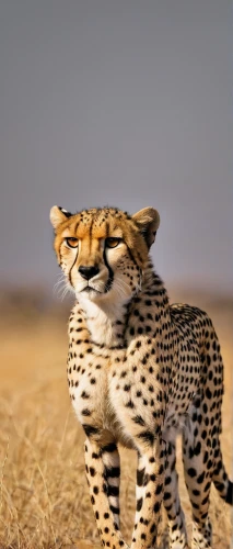 cheetah,cheetah cub,cheetah mother,cheetahs,cheetah and cubs,serengeti,african leopard,hosana,leopard head,leopard,namib,wild cat,etosha,arabian mau,american bobtail,cub,pounce,animal photography,namibia,steppe,Photography,Fashion Photography,Fashion Photography 18