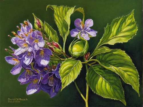 jasmine-flowered nightshade,nightshade plant,solanum,small-leaf lilac,purple passion flower,passion flower fruit,european plum,still life of spring,mertensia,weigela,solanum melongena,comfrey,passion flower,lilacs,medlar,common passion flower,davidson's plum,pasque-flower,serbian bellflower,lilac tree,Illustration,American Style,American Style 02