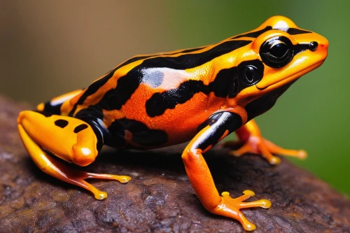 poison dart frog,golden poison frog,fire-bellied toad,oriental fire-bellied toad,coral finger tree frog,coral finger frog,pacific treefrog,red-eyed tree frog,hyssopus,eastern dwarf tree frog,litoria fallax,agalychnis,tree frog,bull frog,squirrel tree frog,frog background,barking tree frog,phyllobates,frog figure,common frog,Conceptual Art,Fantasy,Fantasy 29