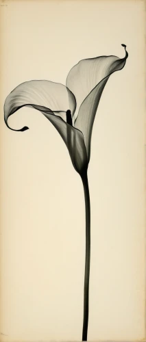 calla lily,calla lilies,pistil,angel's trumpet,calla,stamen,angel trumpet,angels trumpet,whirling,trumpet flower,trumpet of the swan,lilium candidum,sego lily,madonna lily,junshan yinzhen,callas,pogonia,wind vane,shoulder plane,white trumpet lily,Photography,Documentary Photography,Documentary Photography 36