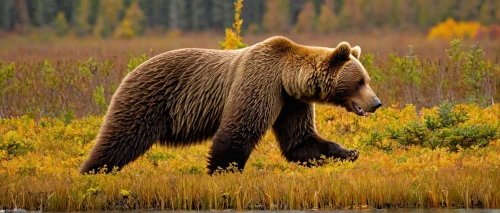 brown bear,brown bears,kodiak bear,grizzly bear,bear guardian,great bear,grizzlies,nordic bear,bear kamchatka,grizzly cub,american black bear,denali national park,grizzly,cute bear,bear,alaska,bear bow,yukon territory,bears,bear cub,Illustration,Retro,Retro 07