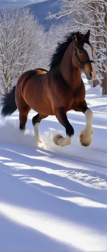 clydesdale,arabian horse,horse running,belgian horse,haflinger,mustang horse,galloping,pony mare galloping,iceland horse,dream horse,gallop,draft horse,shire horse,quarterhorse,wild horse,equine,thoroughbred arabian,kutsch horse,dressage,beautiful horses,Art,Artistic Painting,Artistic Painting 30